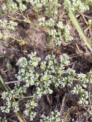 Scleranthus perennis