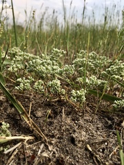 Scleranthus perennis