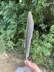 Garrulus glandarius graecus