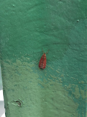 Syntonarcha iriastis