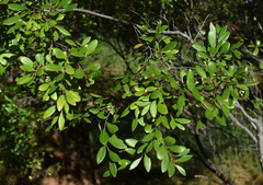 Diospyros humilis