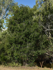 Diospyros humilis
