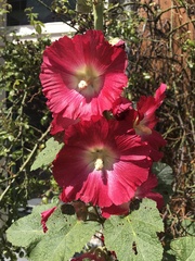 Alcea