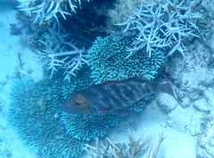 Lethrinus miniatus