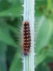 Acronicta auricoma