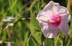 Ipomoea bathycolpos
