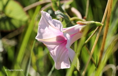 Ipomoea bathycolpos