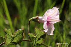 Ipomoea bathycolpos