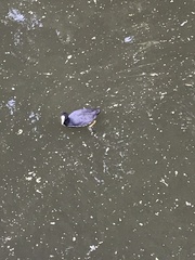 Fulica atra