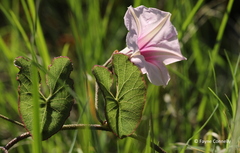 Ipomoea bathycolpos