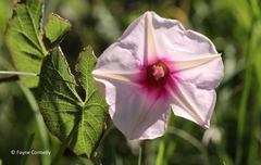 Ipomoea bathycolpos