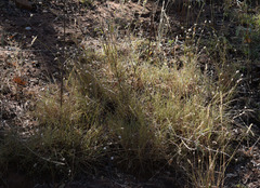 Enneapogon lindleyanus