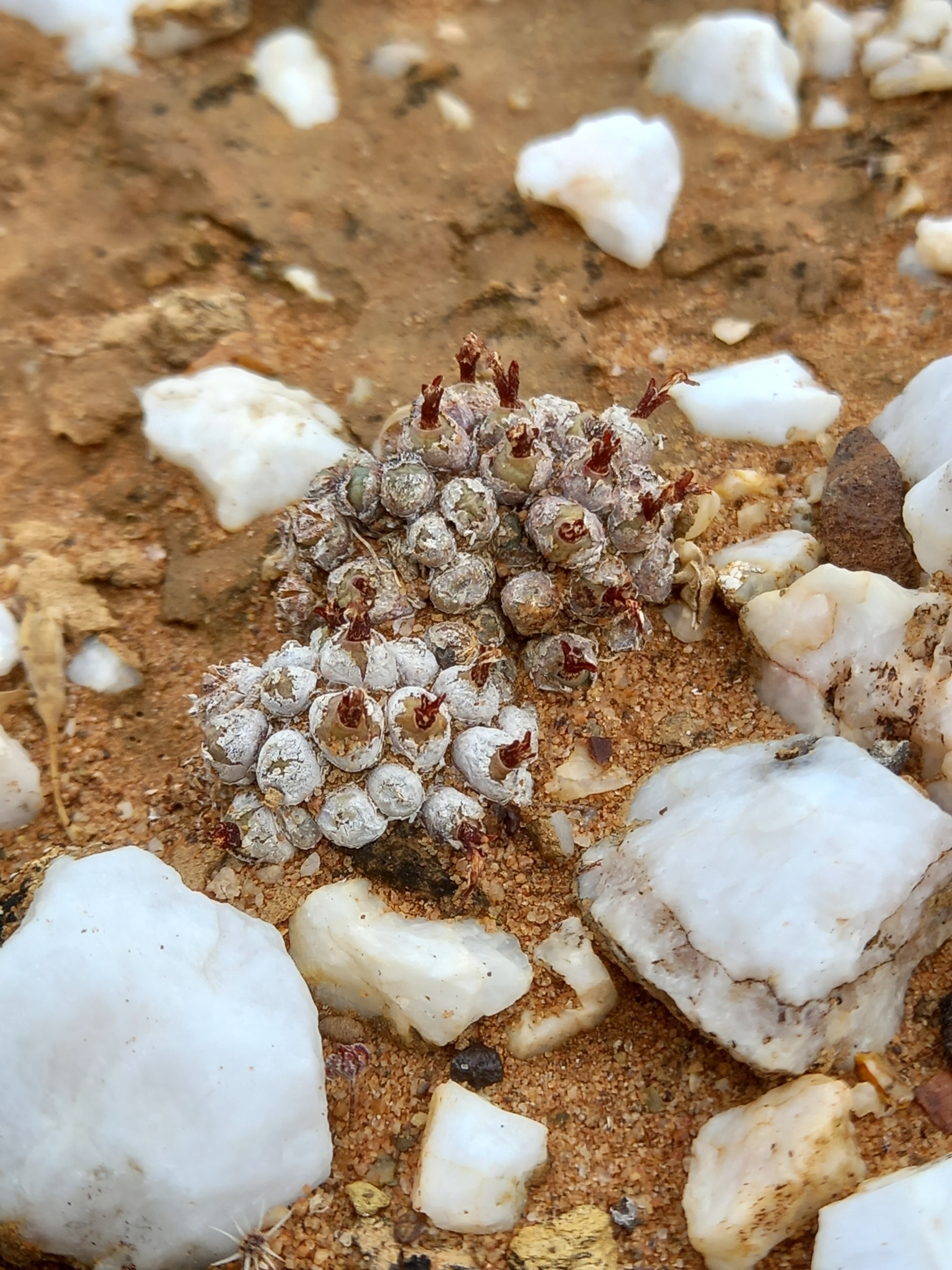 Conophytum piluliforme