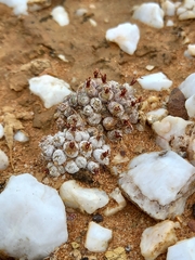 Conophytum piluliforme
