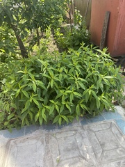 Saponaria officinalis