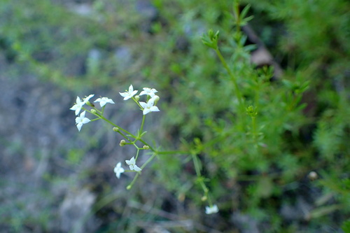 Galium valdepilosum