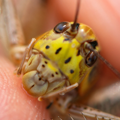 Eupholidoptera megastyla