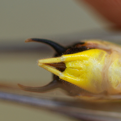 Eupholidoptera megastyla