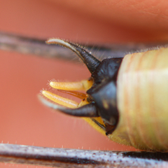 Eupholidoptera megastyla