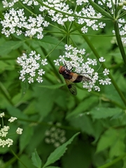 Volucella pellucens