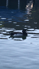 Anas platyrhynchos × Netta rufina