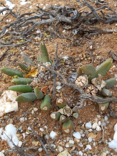 Image of Pointy Tonguefig (Glottiphyllum fergusoniae) by (c) Christiaan Viljoen, some rights reserved (CC BY)