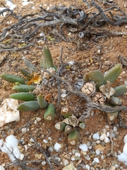 Living Carpet (Glottiphyllum fergusoniae)