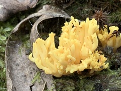 Ramaria lorithamnus