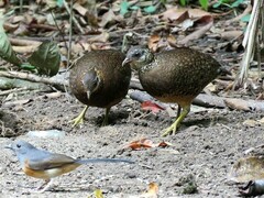 Tropicoperdix chloropus