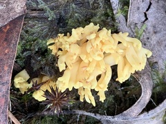 Ramaria lorithamnus