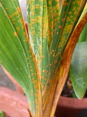 Uromyces transversalis