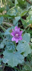 Malva sylvestris