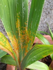 Uromyces transversalis