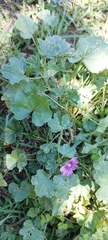 Malva sylvestris