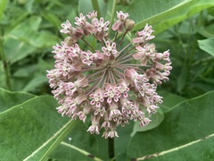 Asclepias syriaca