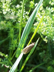 Eilema griseola
