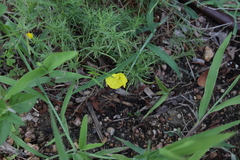 Oenothera serrulata