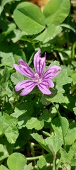 Malva sylvestris