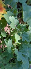 Malva sylvestris