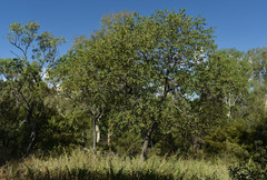 Terminalia platyphylla