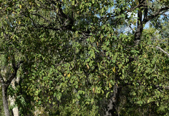 Terminalia platyphylla