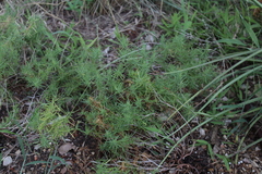 Oenothera serrulata