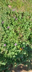 Malva sylvestris