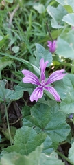Malva sylvestris