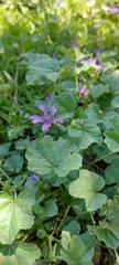 Malva sylvestris