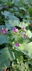 Malva sylvestris
