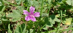 Malva sylvestris