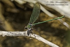 Calopteryx angustipennis