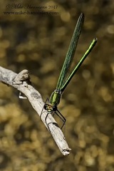 Calopteryx angustipennis
