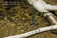 Calopteryx angustipennis
